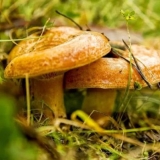 Da li je moguće otrovati se gljivama: simptomi i znakovi